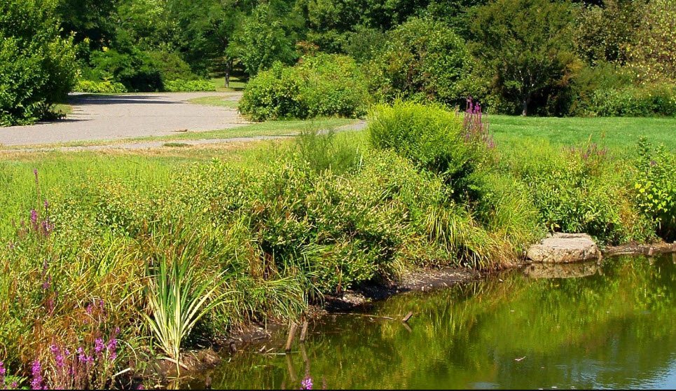 Arnold Arboretum, United States